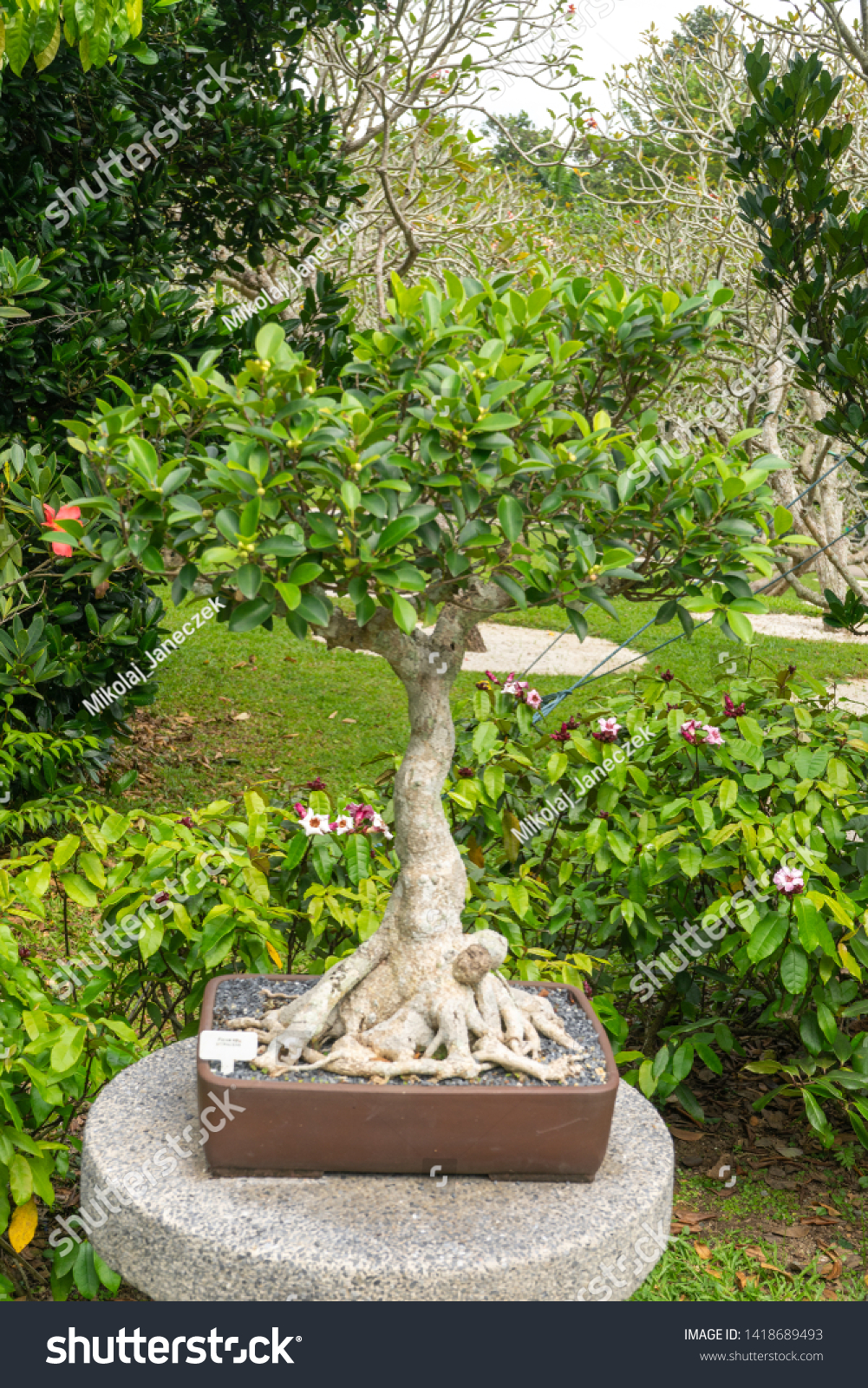 Old Big Bonsai Tree On Beautiful Stock Photo Edit Now 1418689493