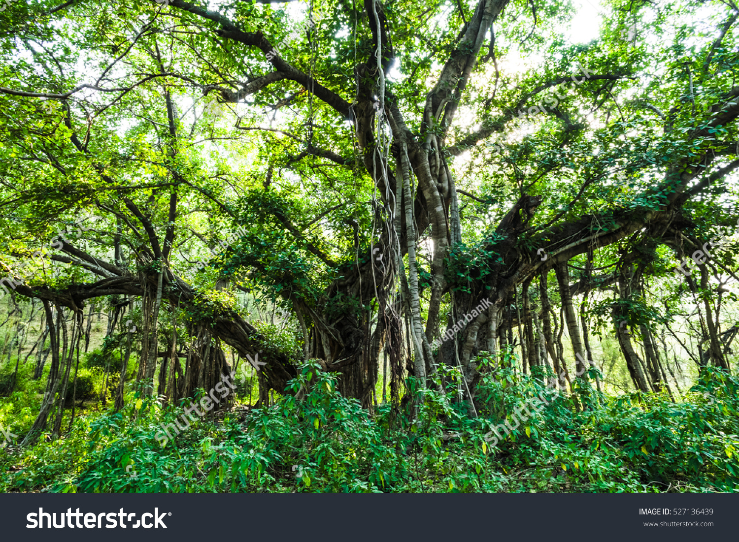 Old Large Banyan Trees Ranthambore Rajasthan Stock Photo 527136439 ...