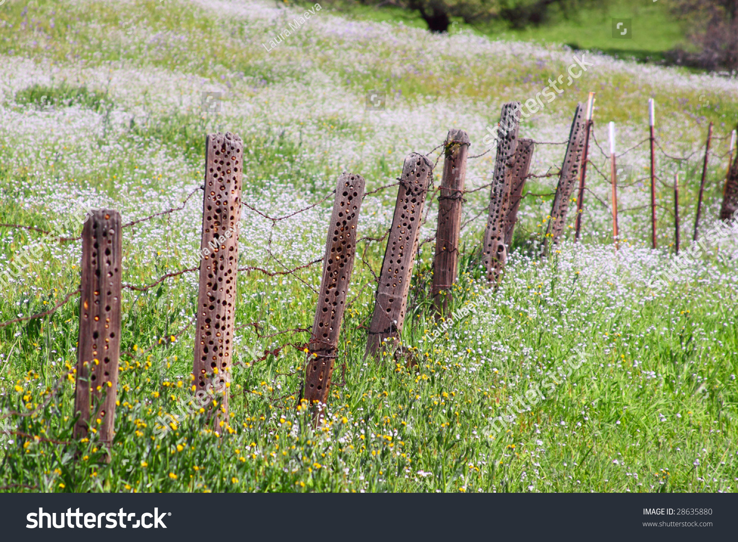 Old Barbed Wire Fence Old Barbed Wire Fence