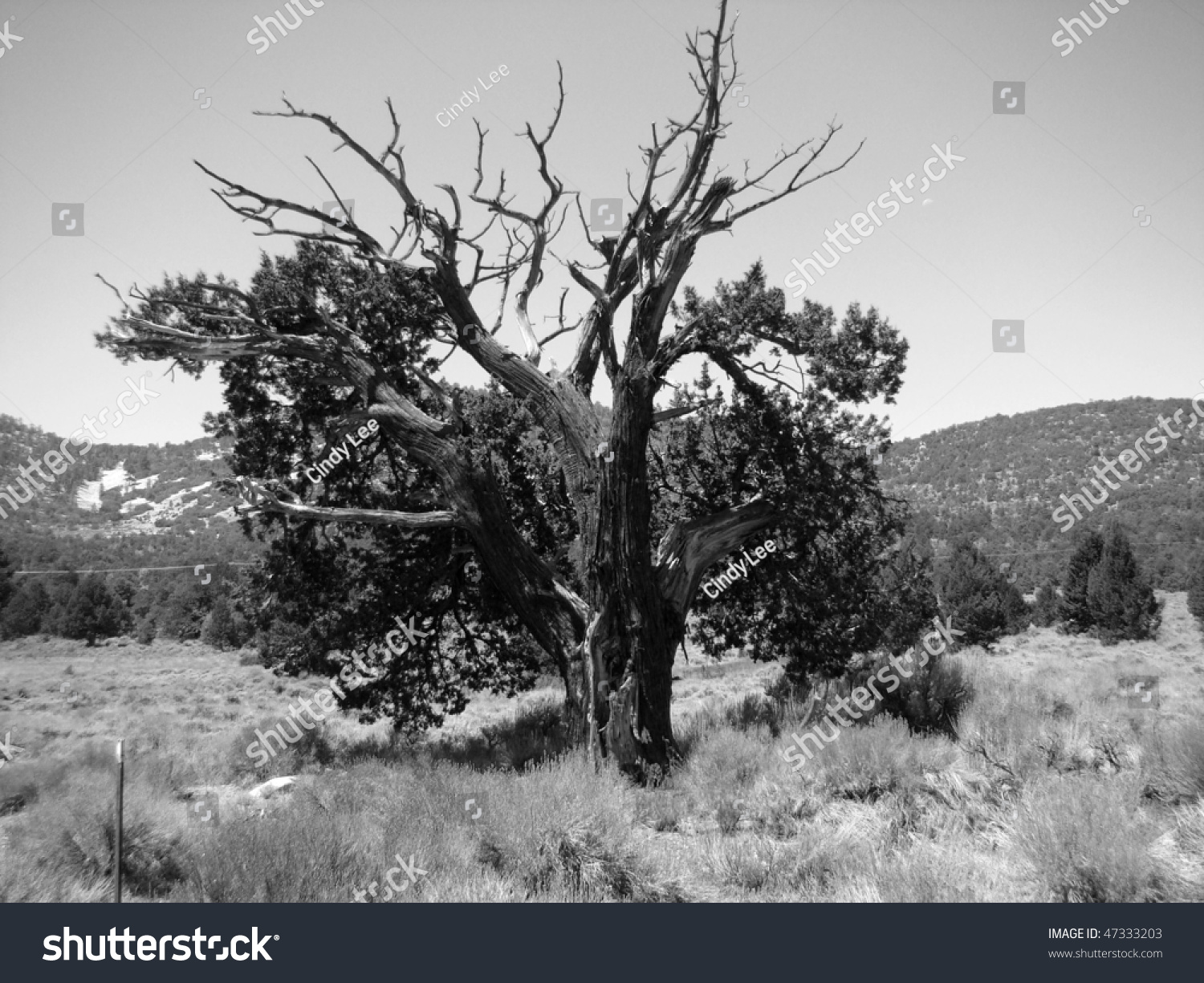 Old Cedar Tree In The Southern California Mountains Of Big Bear Lake ...