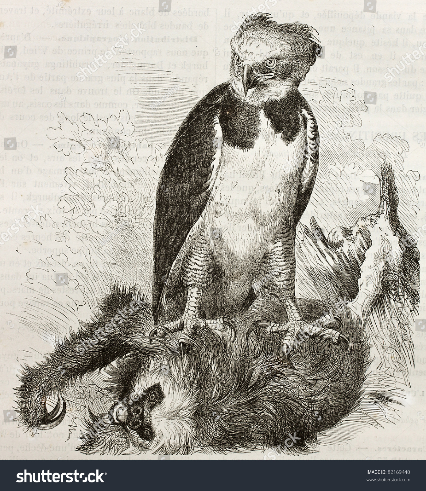 Old Illustration Of Harpy Eagle (Harpia Harpyja). Created By Kretschmer ...