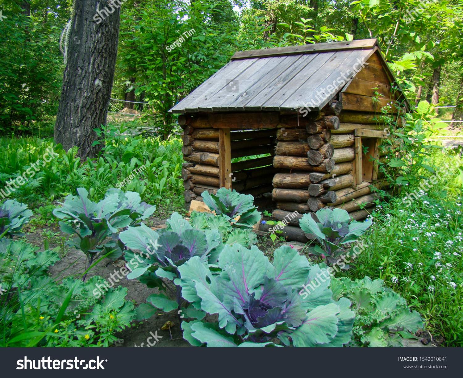 Old Little House Forest Garden Concept Stock Photo Edit Now