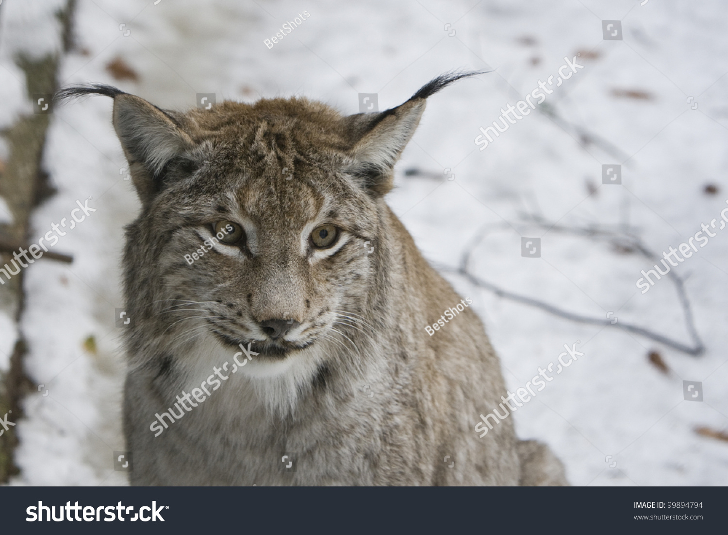 Old Male Lynx On The Snow Stock Photo 99894794 : Shutterstock