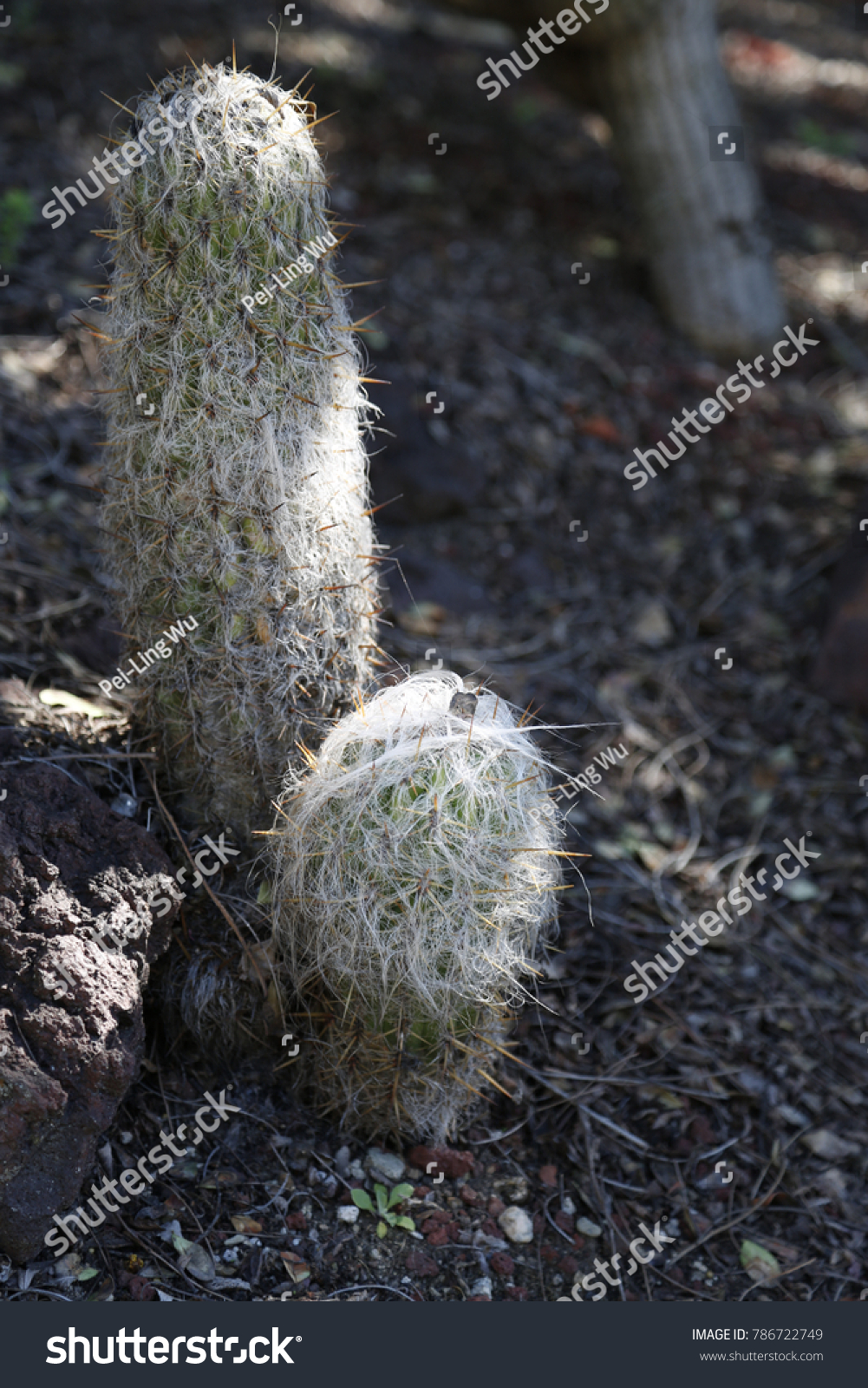 Old Man Mountain Cactus Oreocereus Celsianus Stock Photo Edit Now 786722749