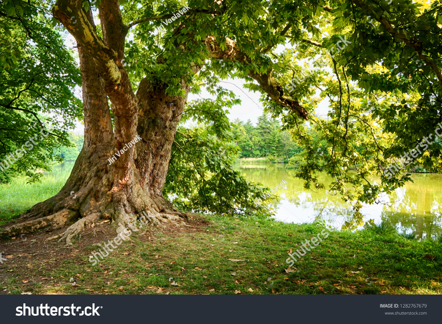 Old Oak Tree Nice Natural Background Stock Photo Edit Now 1282767679