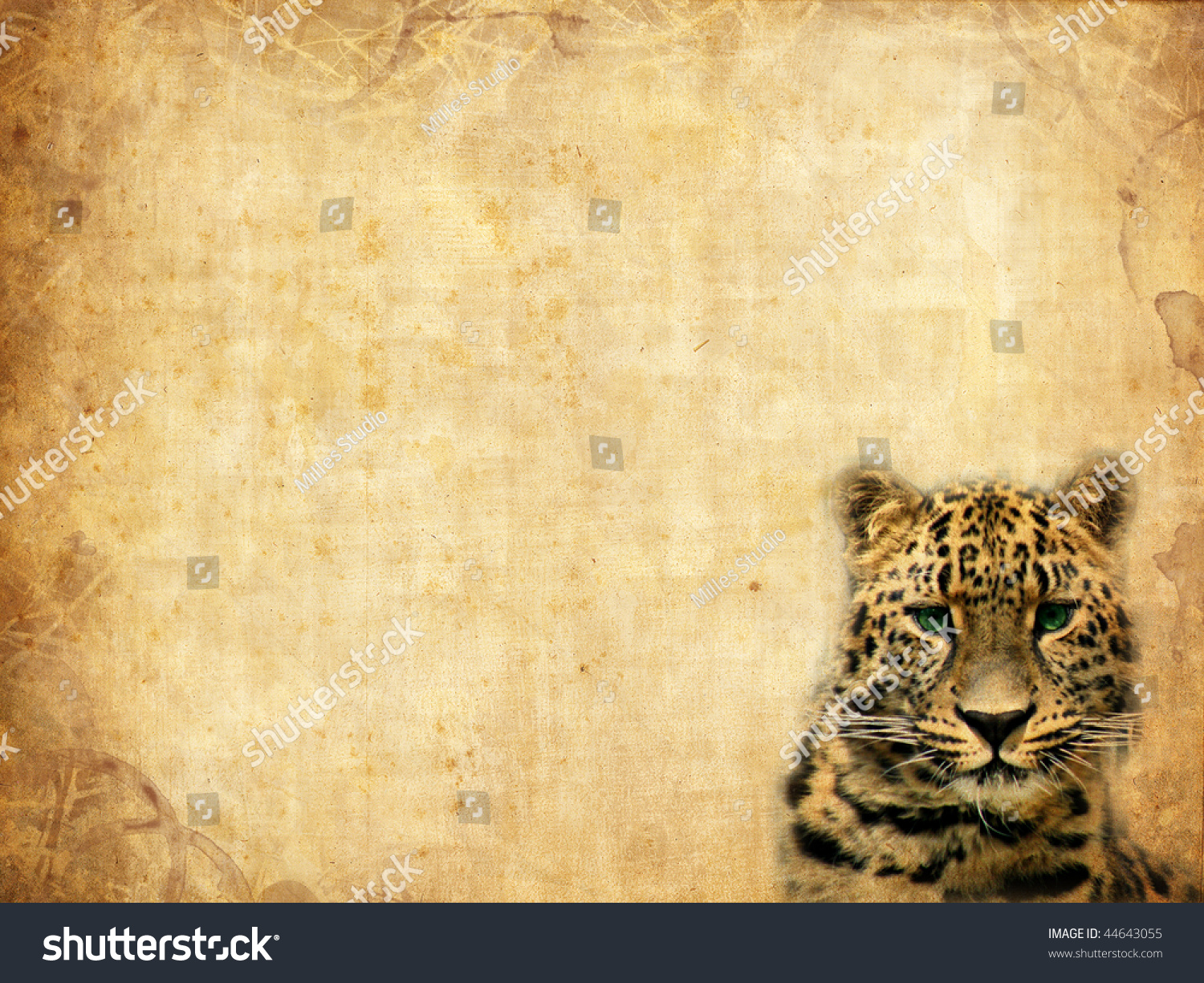 Old Paper Texture Template Leopard Stock Illustration