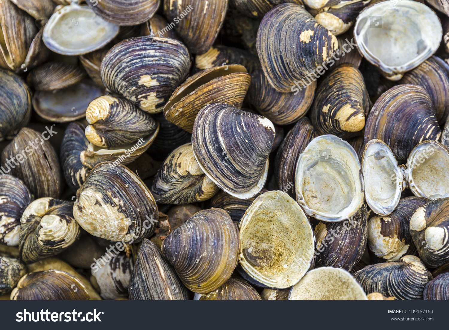 Old Sea Shell Pattern, Pisidium Amnicum Stock Photo 109167164 ...