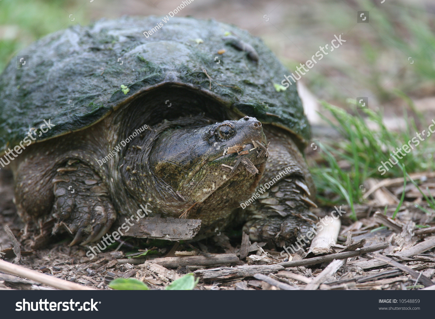 Old Snapping Turtle Laying Eggs Stock Photo 10548859 : Shutterstock