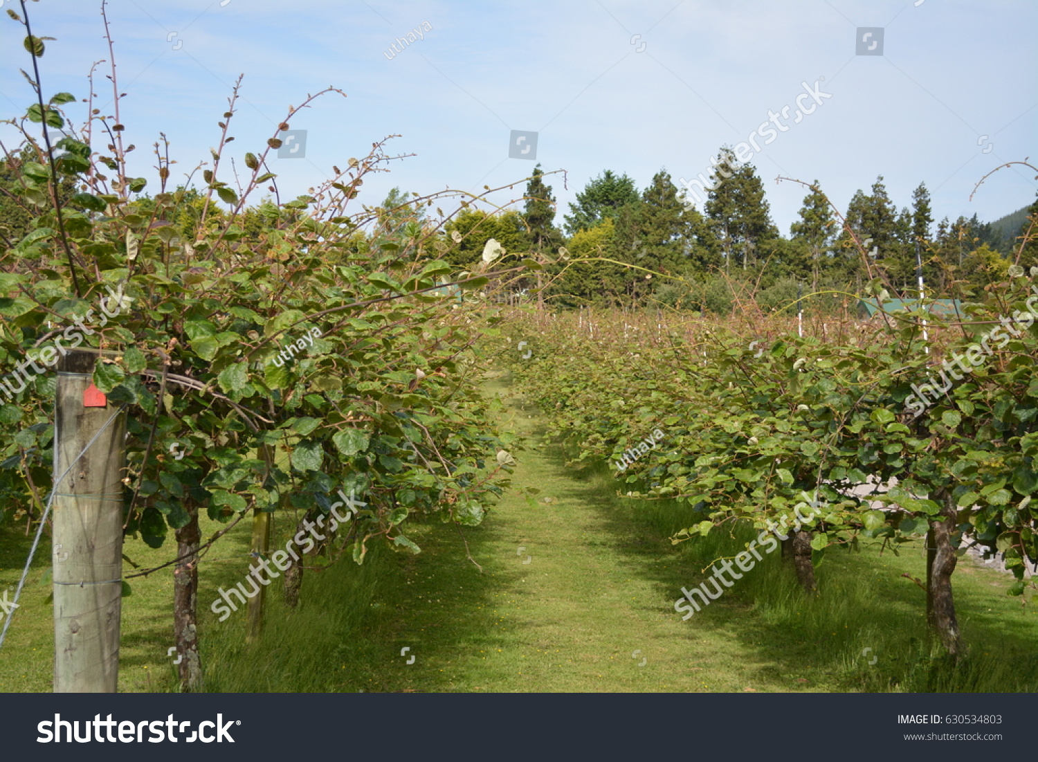 Olive Garden Stock Photo Edit Now 630534803