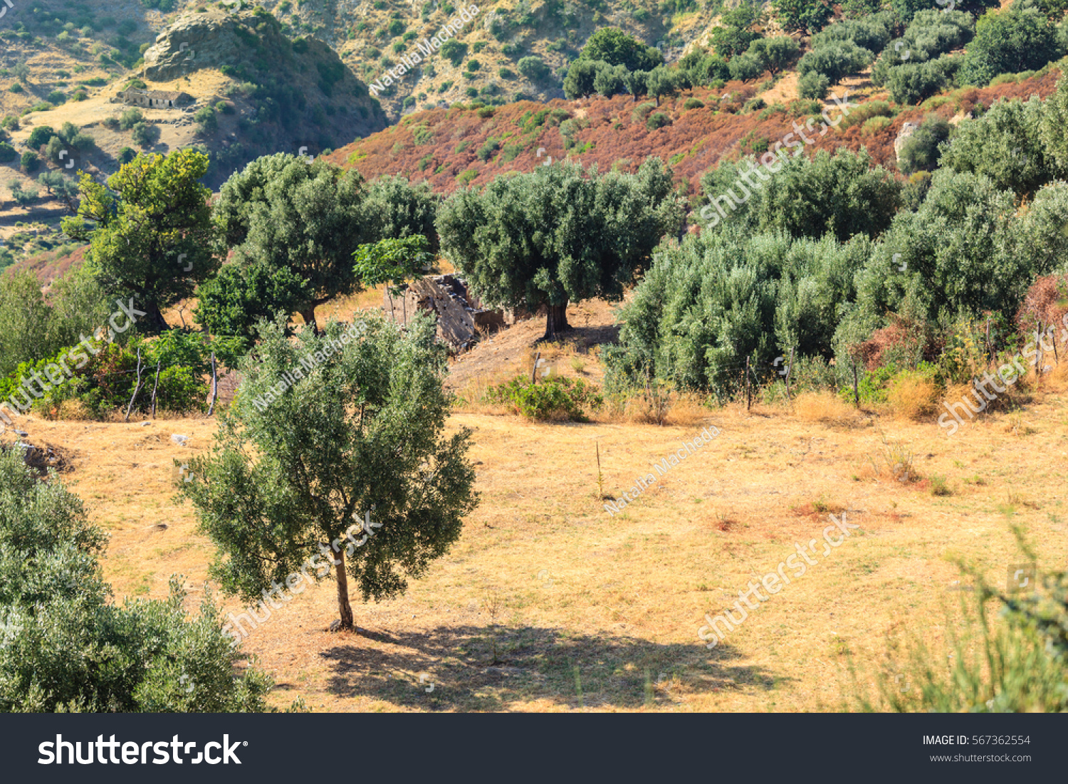 Olive Garden Sunny Dry Calabria South Stock Photo Edit Now 567362554