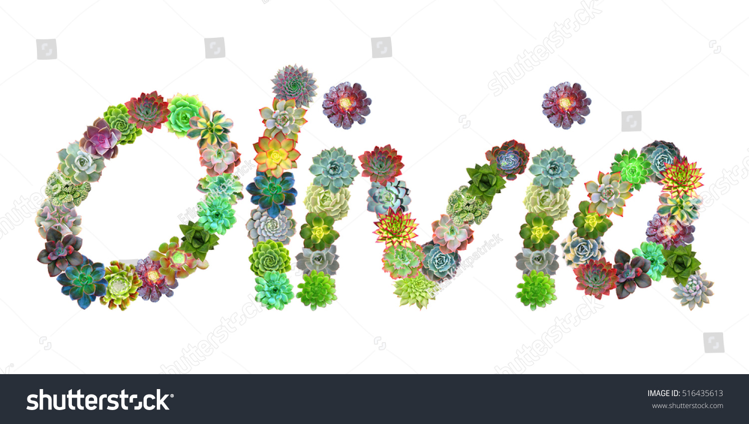 Olivia Succulent Plant Name Stock Photo 516435613 : Shutterstock