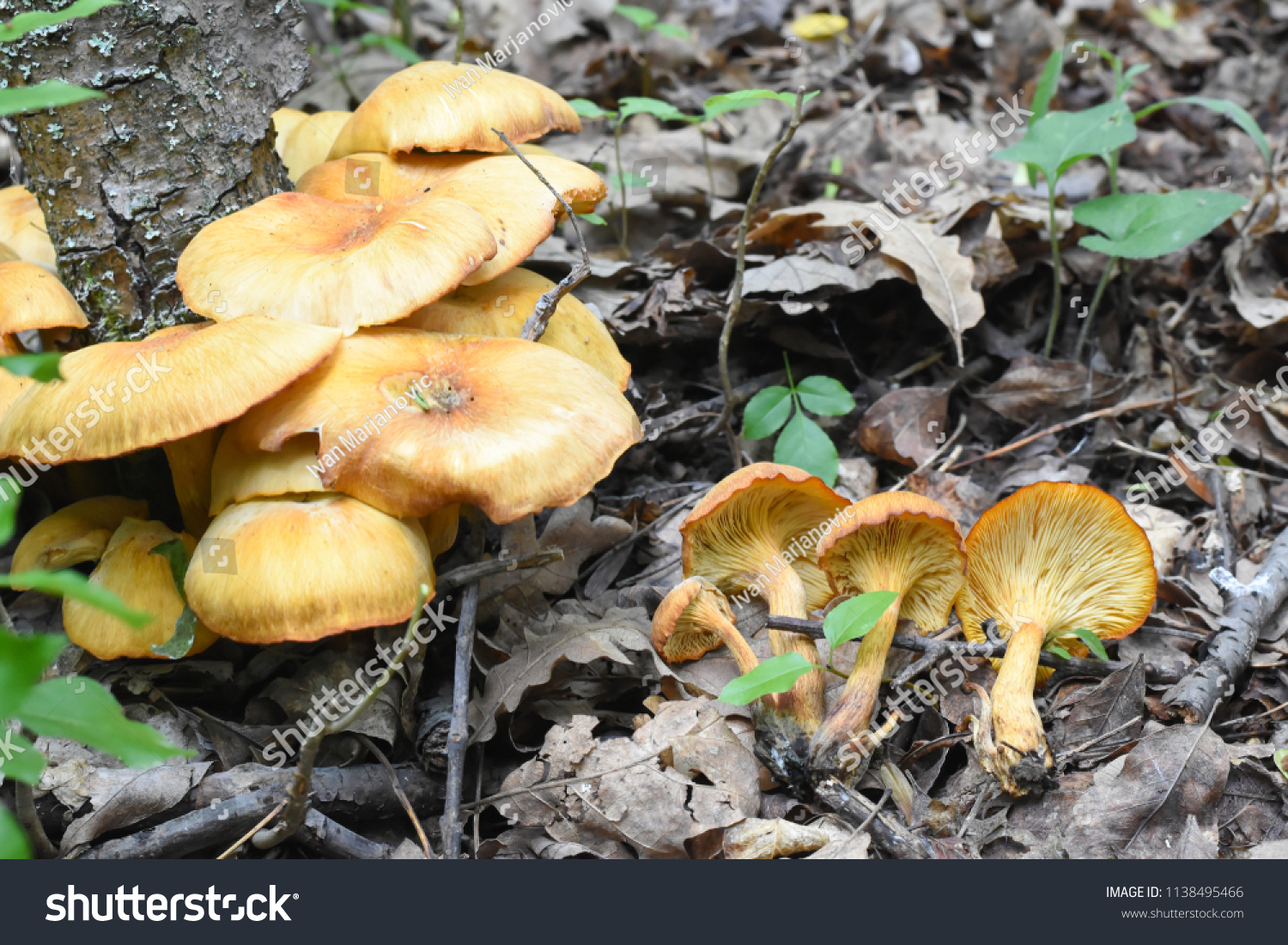 Omphalotus Olearius Orange Jack O Lantern Stock Photo Edit Now