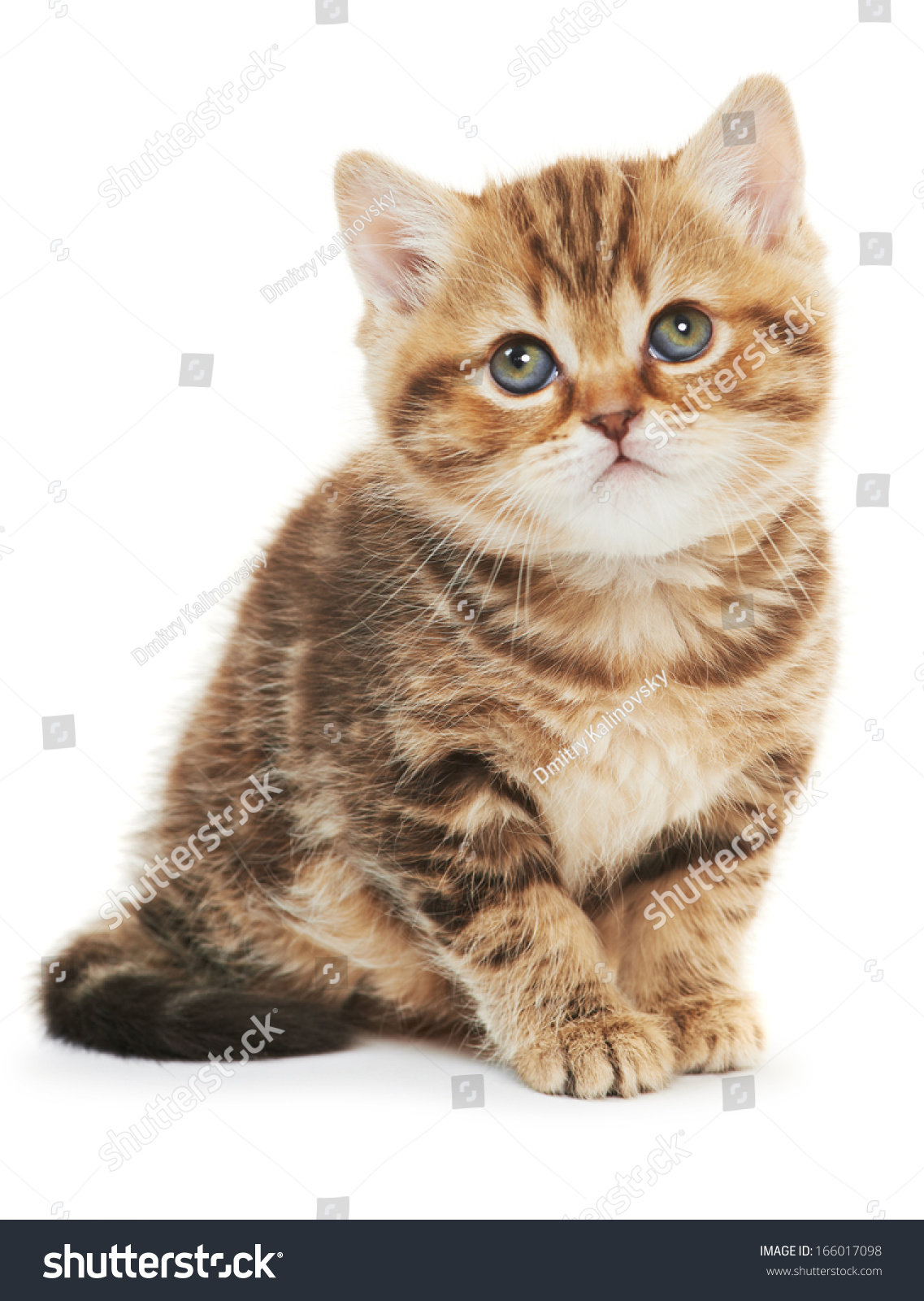 Brown British Shorthair Kitten - British Shorthair