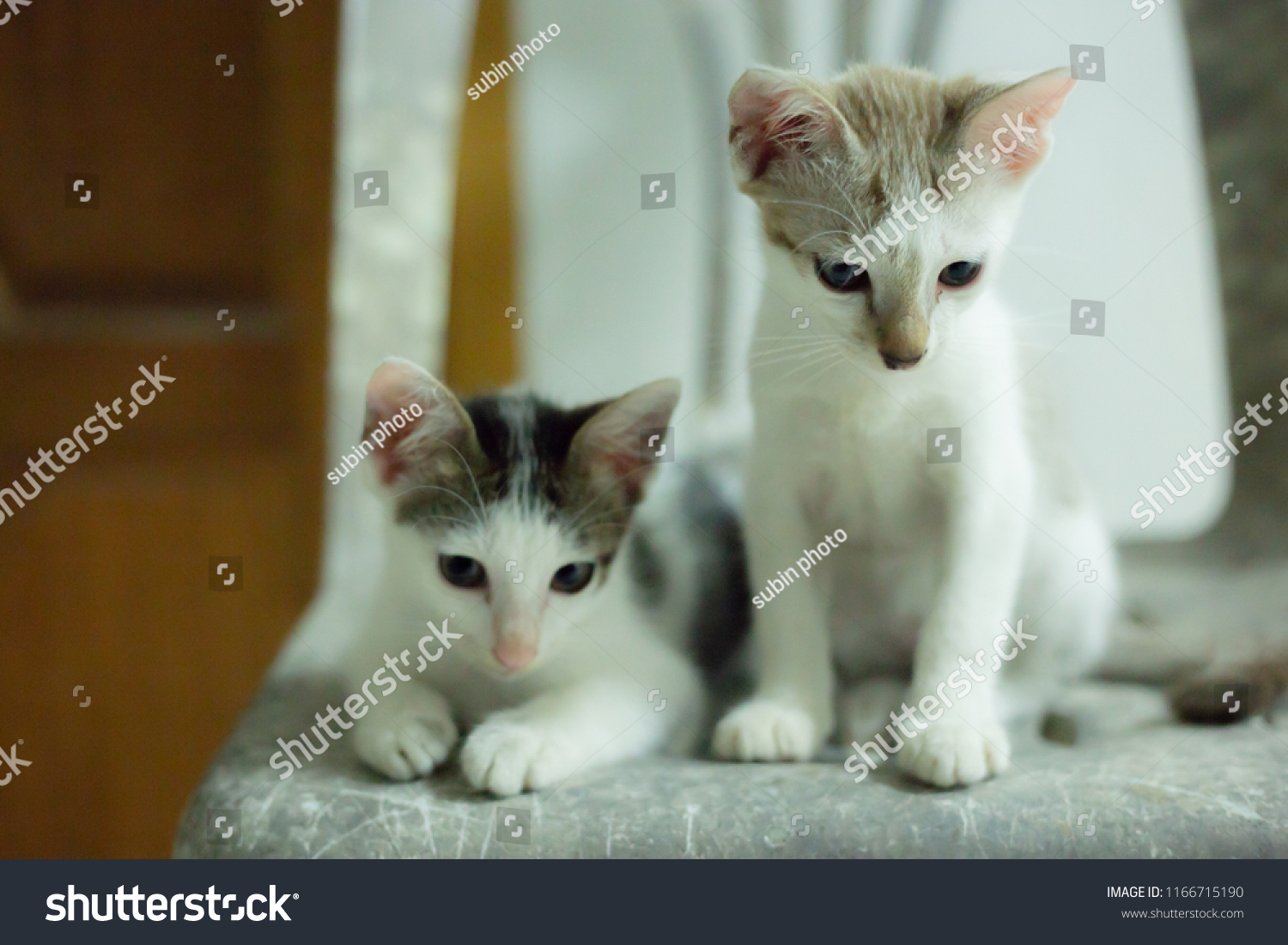 One Cats Sit One Cat Squat Stock Photo Edit Now