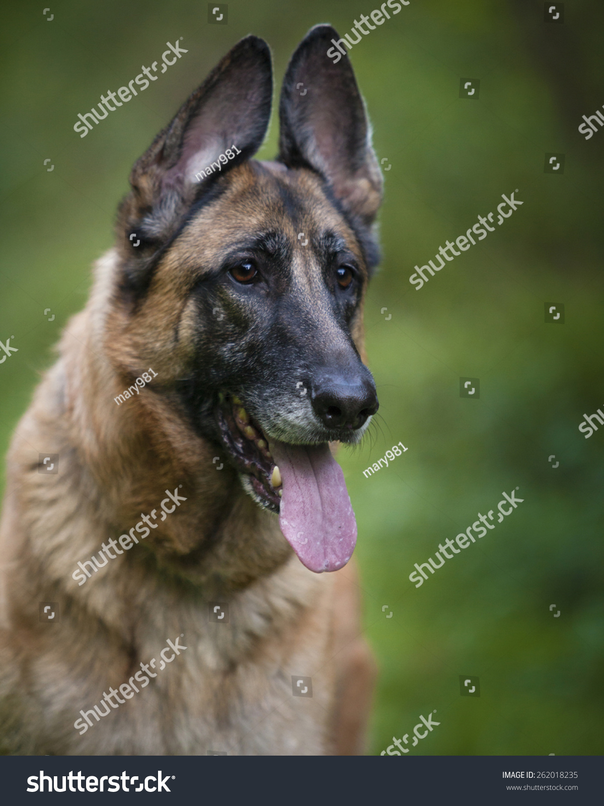 One Female Purebred German Shepherd Dog With Her Tongue Out Panting And ...