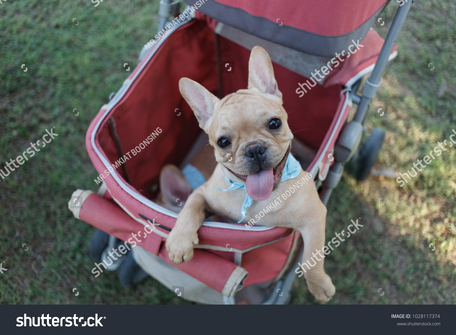 french bulldog in stroller