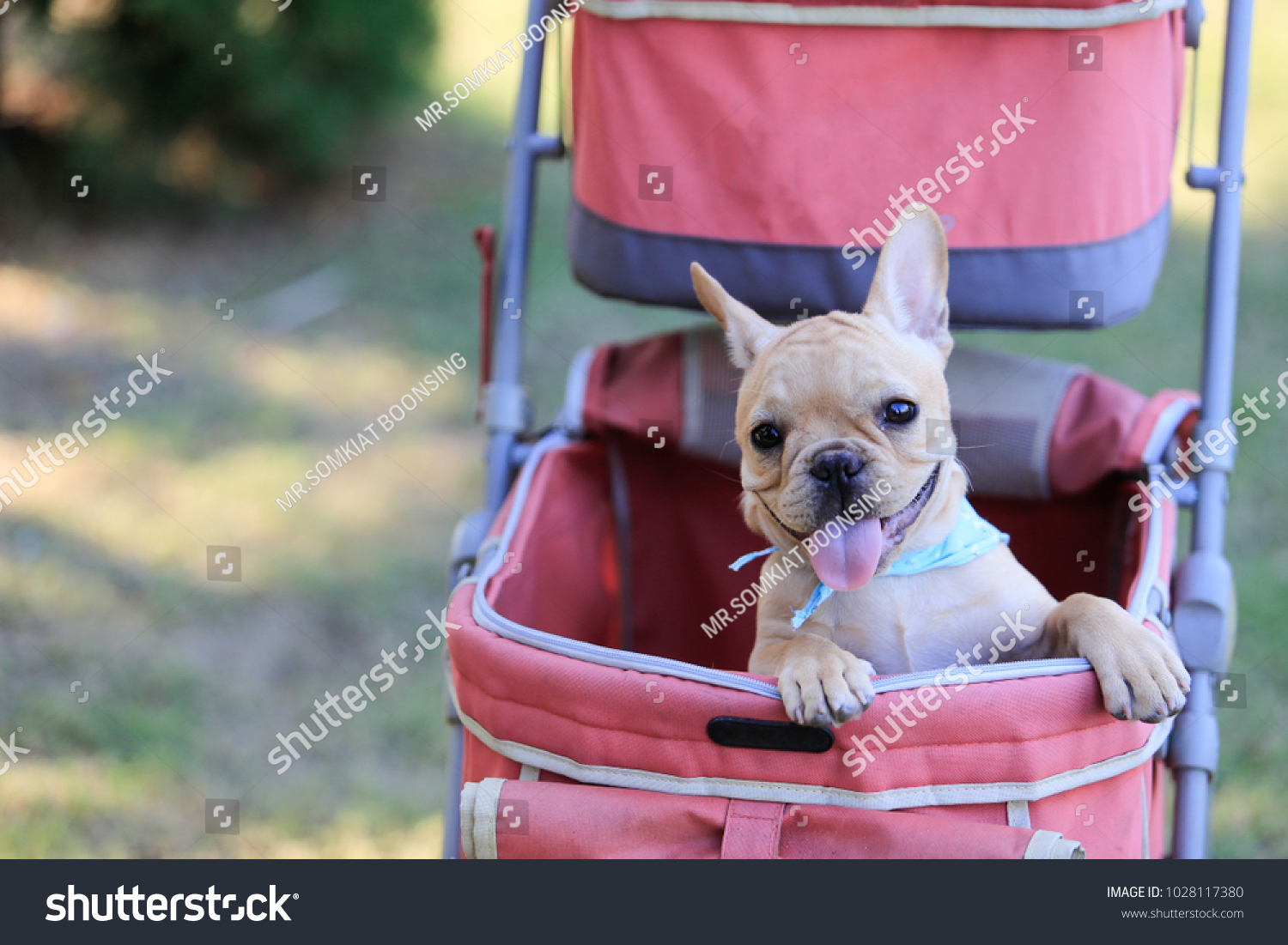 french bulldog in stroller