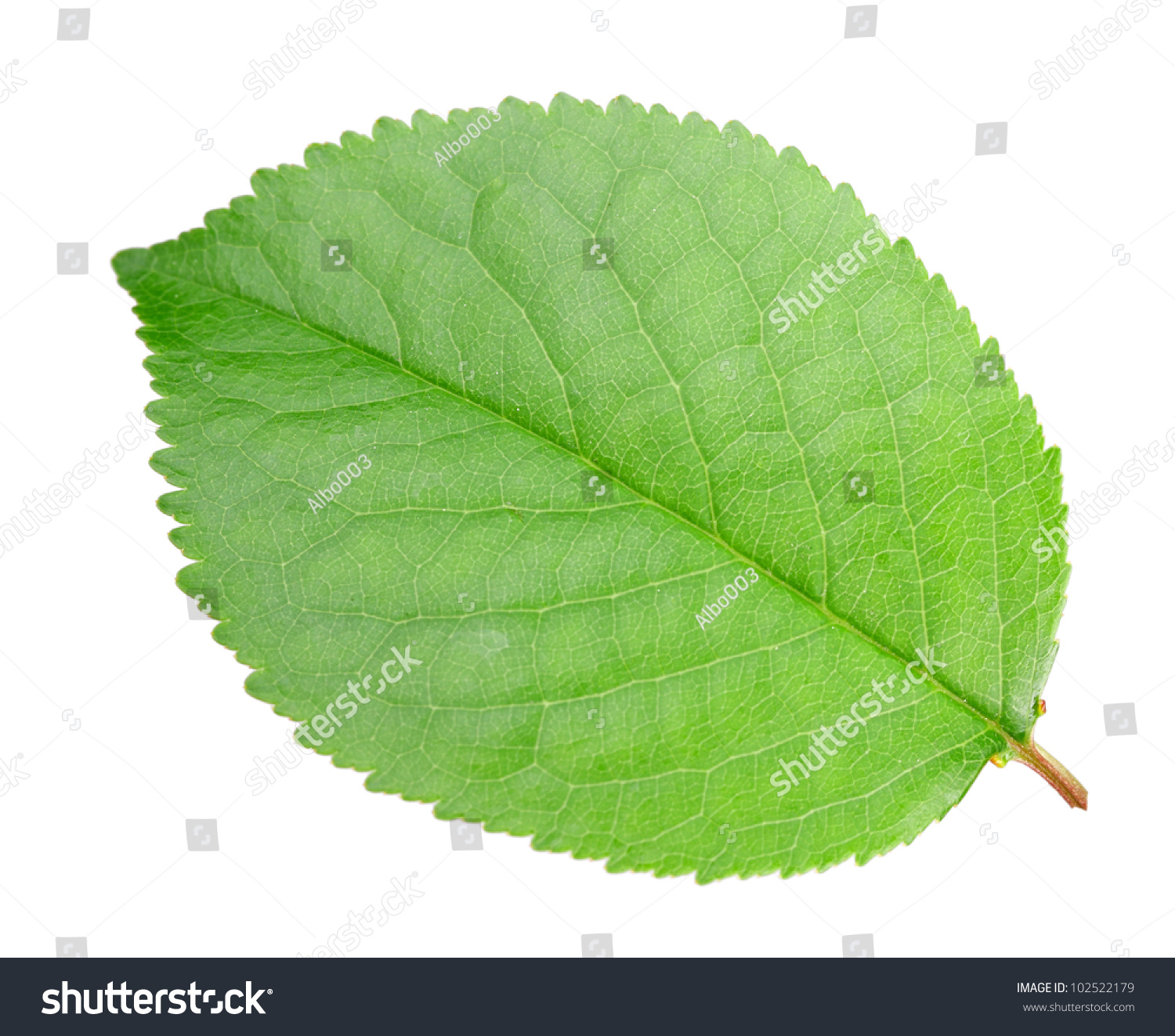 One Green Leaf Appletree Isolated On Stock Photo 102522179 - Shutterstock