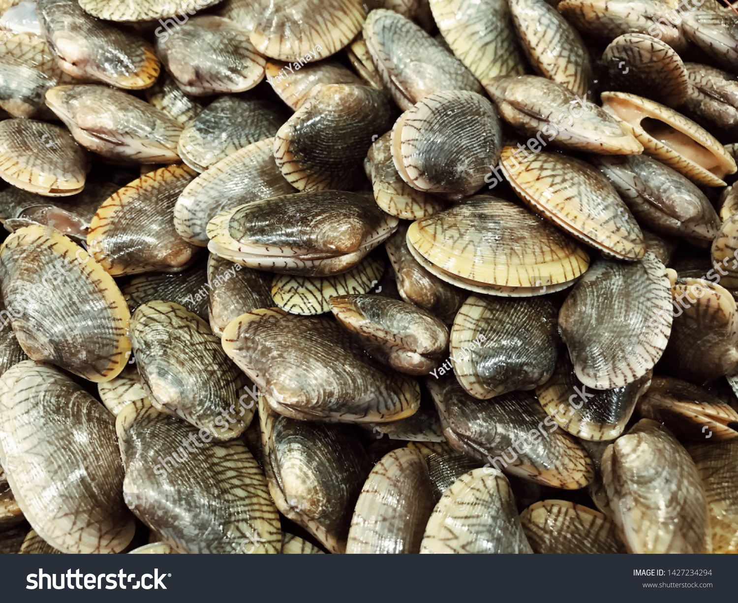 One Malaysian Favourite Clams Known By Stock Photo Edit Now 1427234294