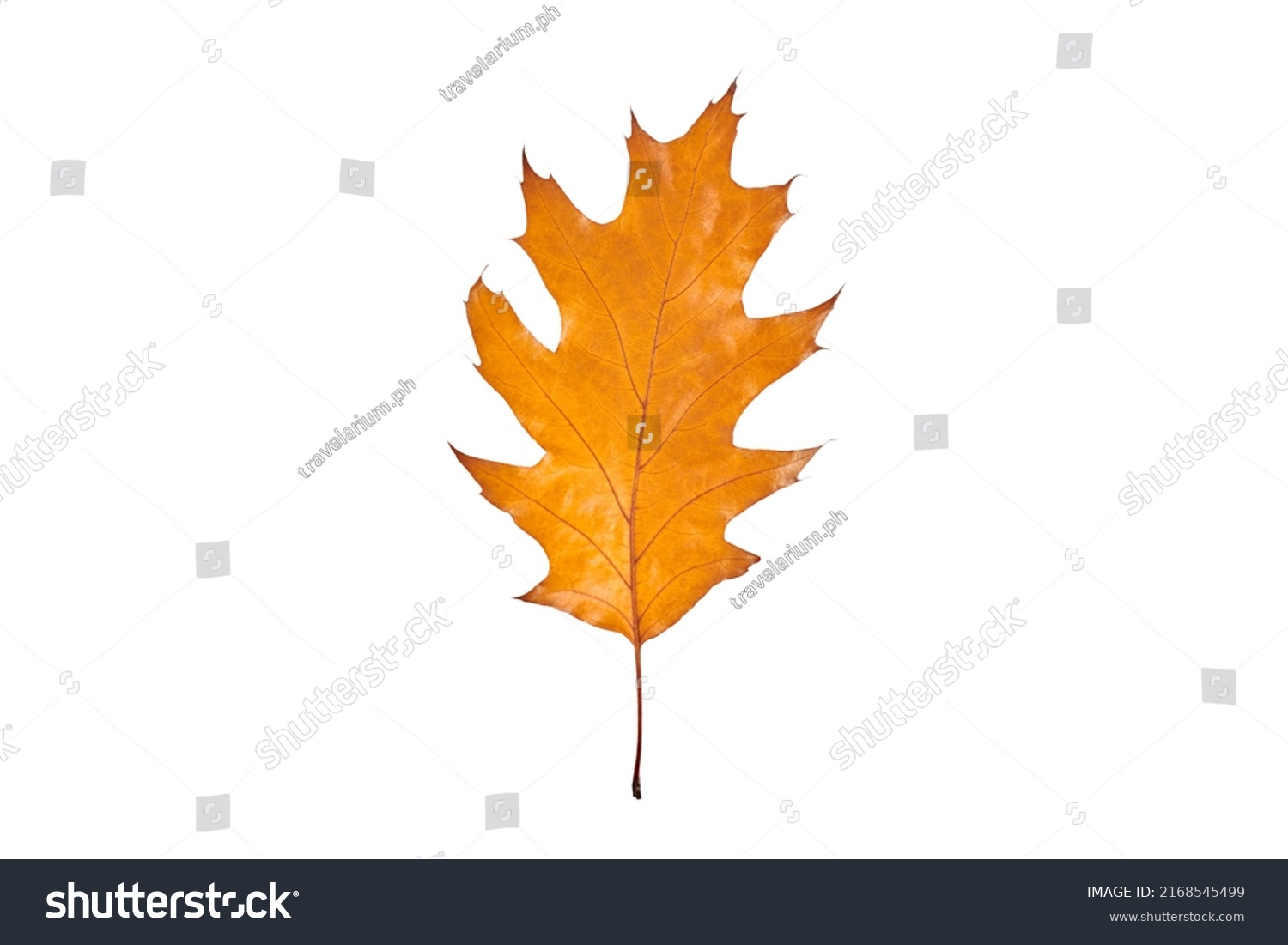 One Orange Quercus Rubra Oak Leaf Stock Photo 2168545499 | Shutterstock