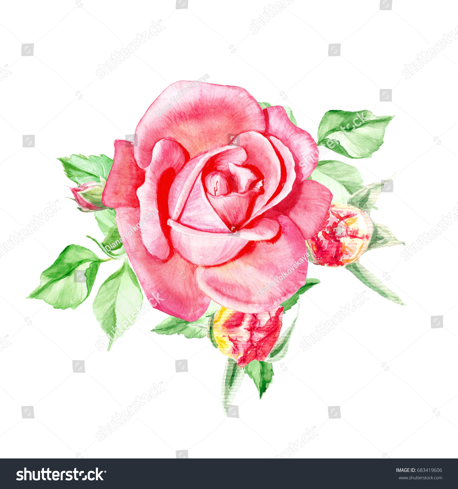 One Pink Rose Buds Watercolor Painting Stock Illustration 683419606 ...