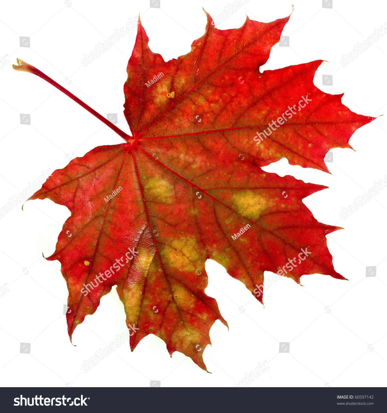 One Red Autumn Leaf Isolated On A White Background Stock Photo 60597142 ...