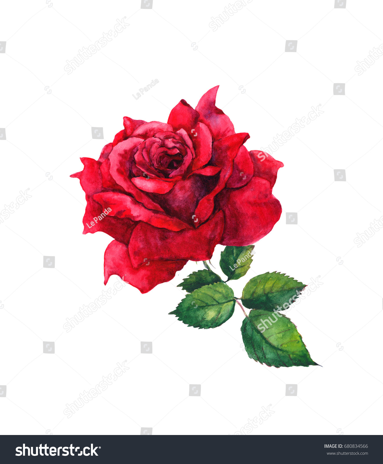One Red Rose Flower Isolated Watercolor Stock Illustration 680834566