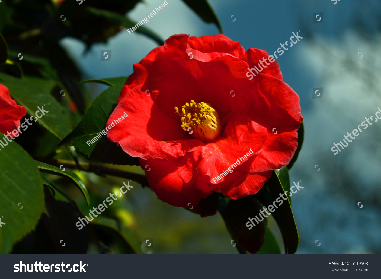 One Variety Camellia Flower Camellia Japonica Nature Stock Image 1055119508