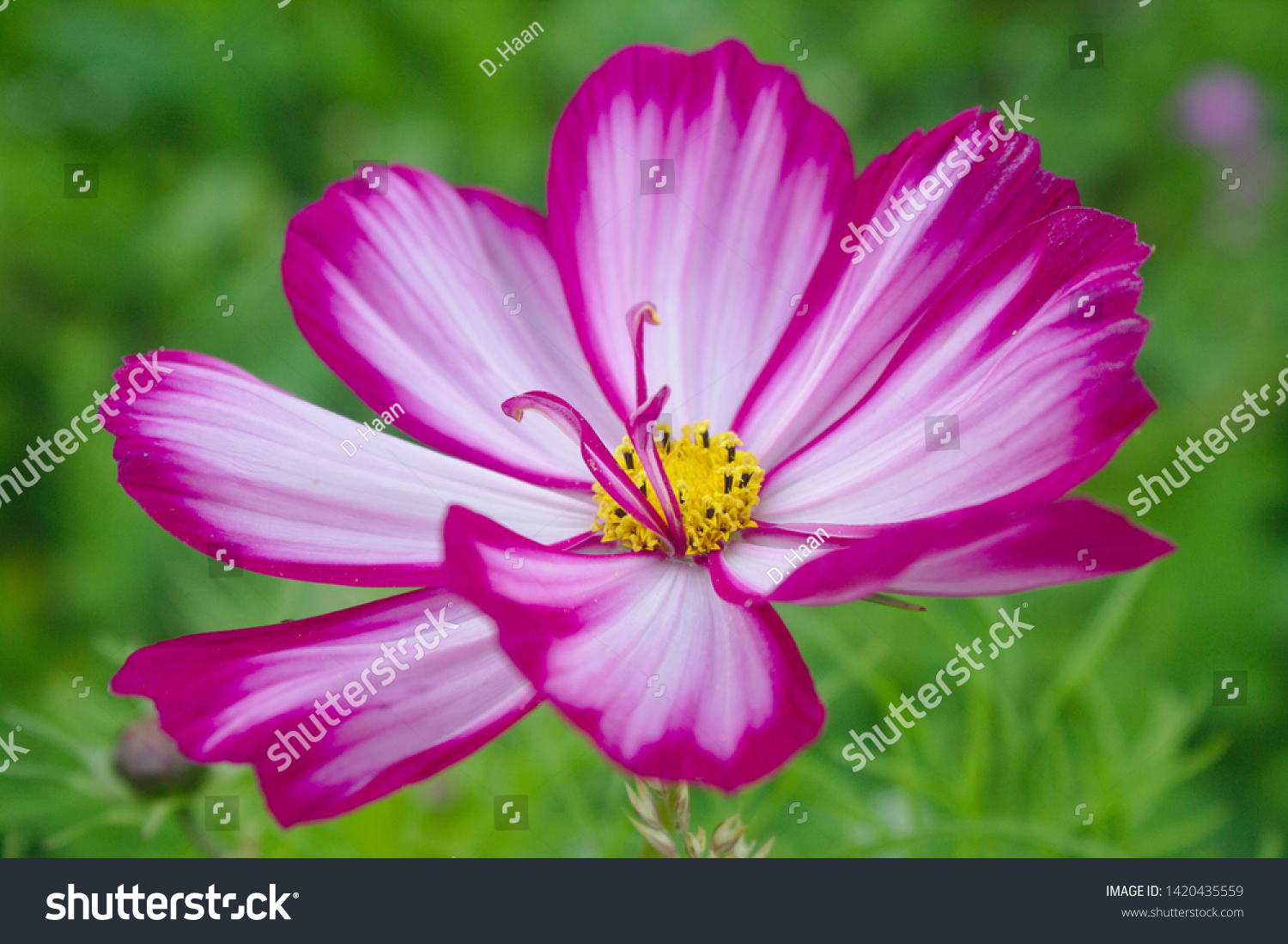 One White Candy Stripe Cosmos Flower Stock Photo Edit Now