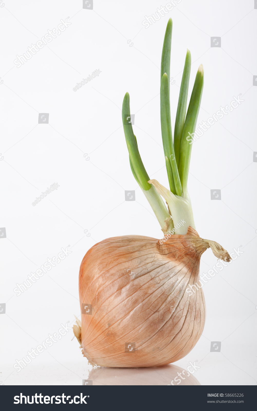 Onion Plant Stock Photo 58665226 : Shutterstock