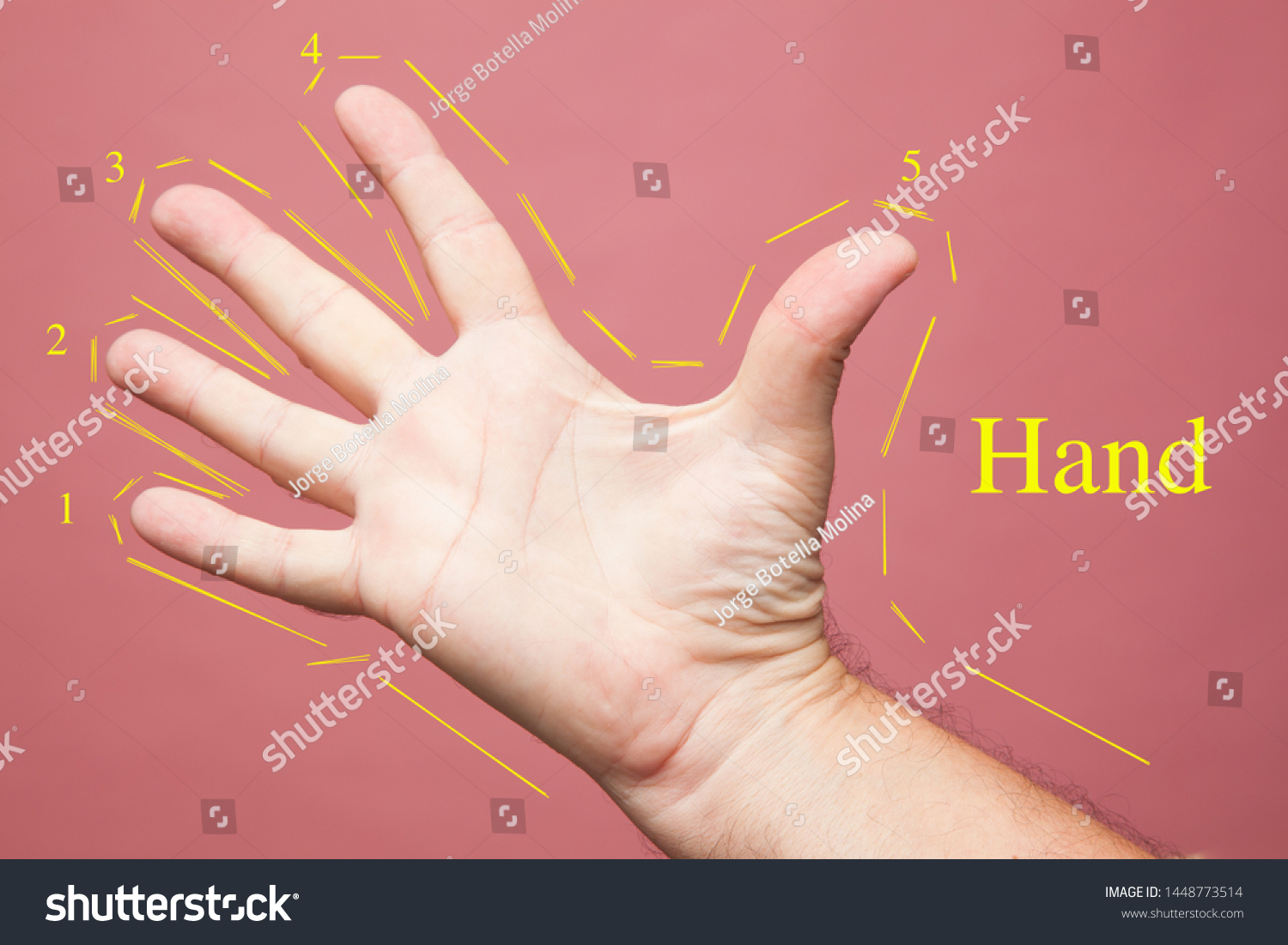 open-closed-hand-showing-fingers-making-stock-photo-1448773514