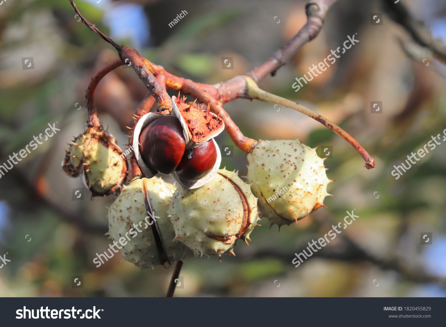 6 Aesculus biotope Images, Stock Photos & Vectors | Shutterstock