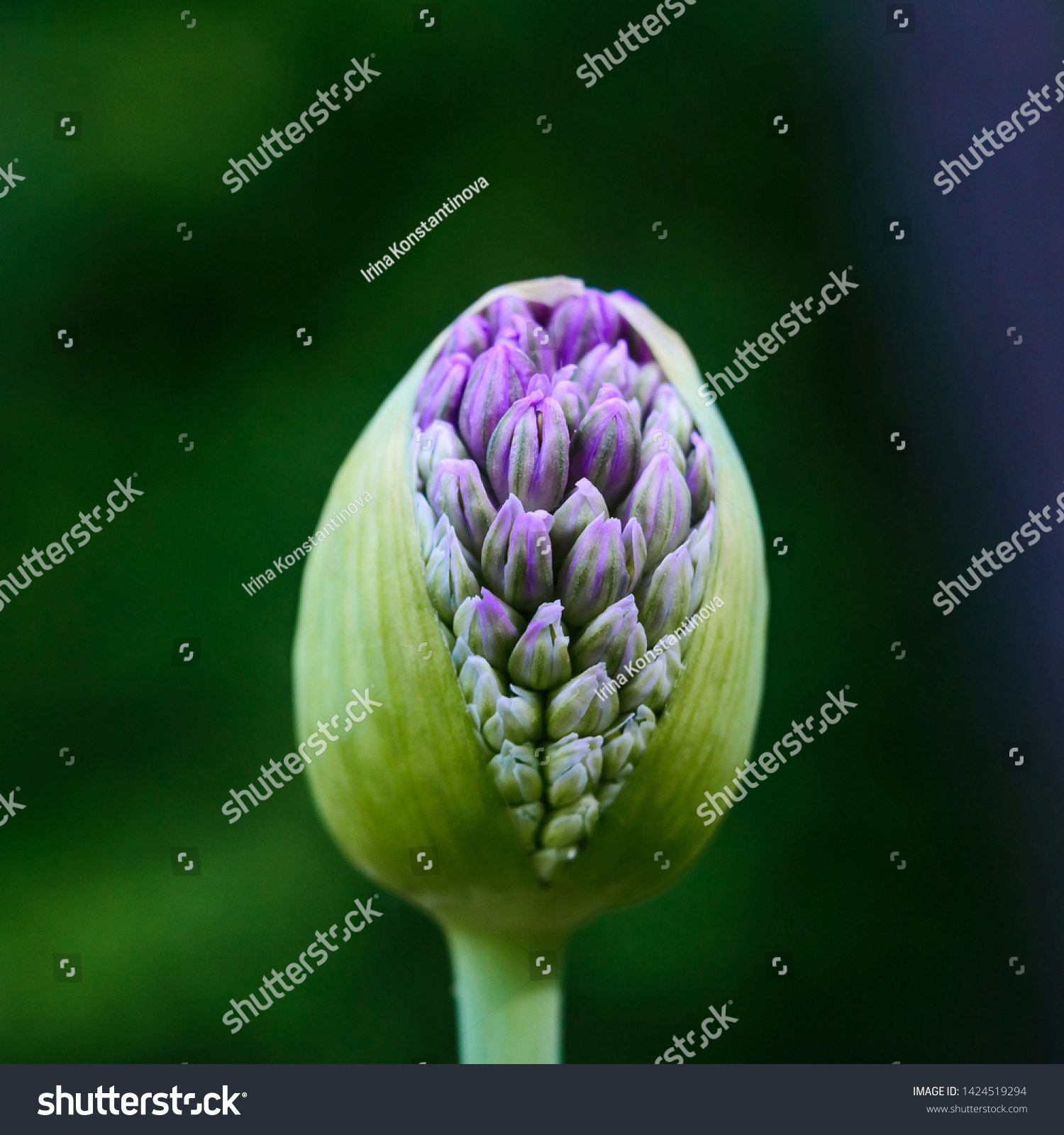 Opening Allium Flower Full Small Purple Nature Stock Image 1424519294