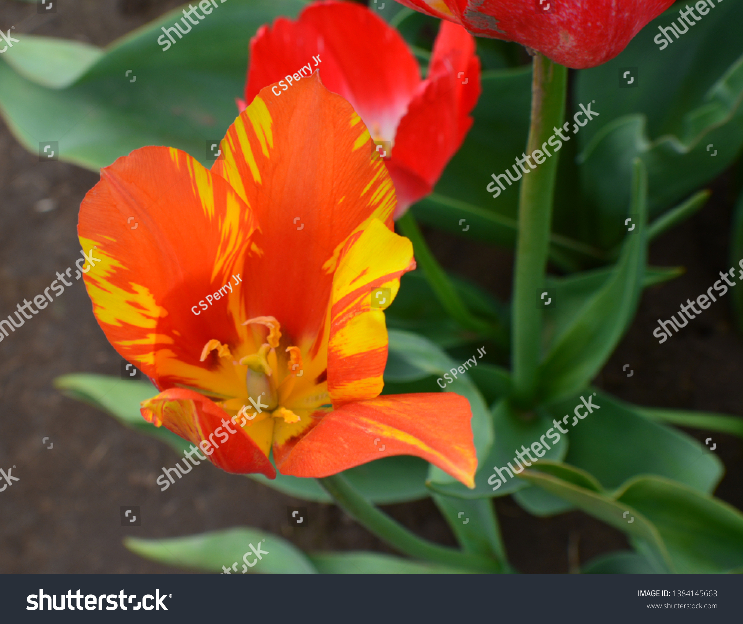 Bromaliad Asian Popular Colorful Plant Garden Stock Photo (Edit Now)  536992381
