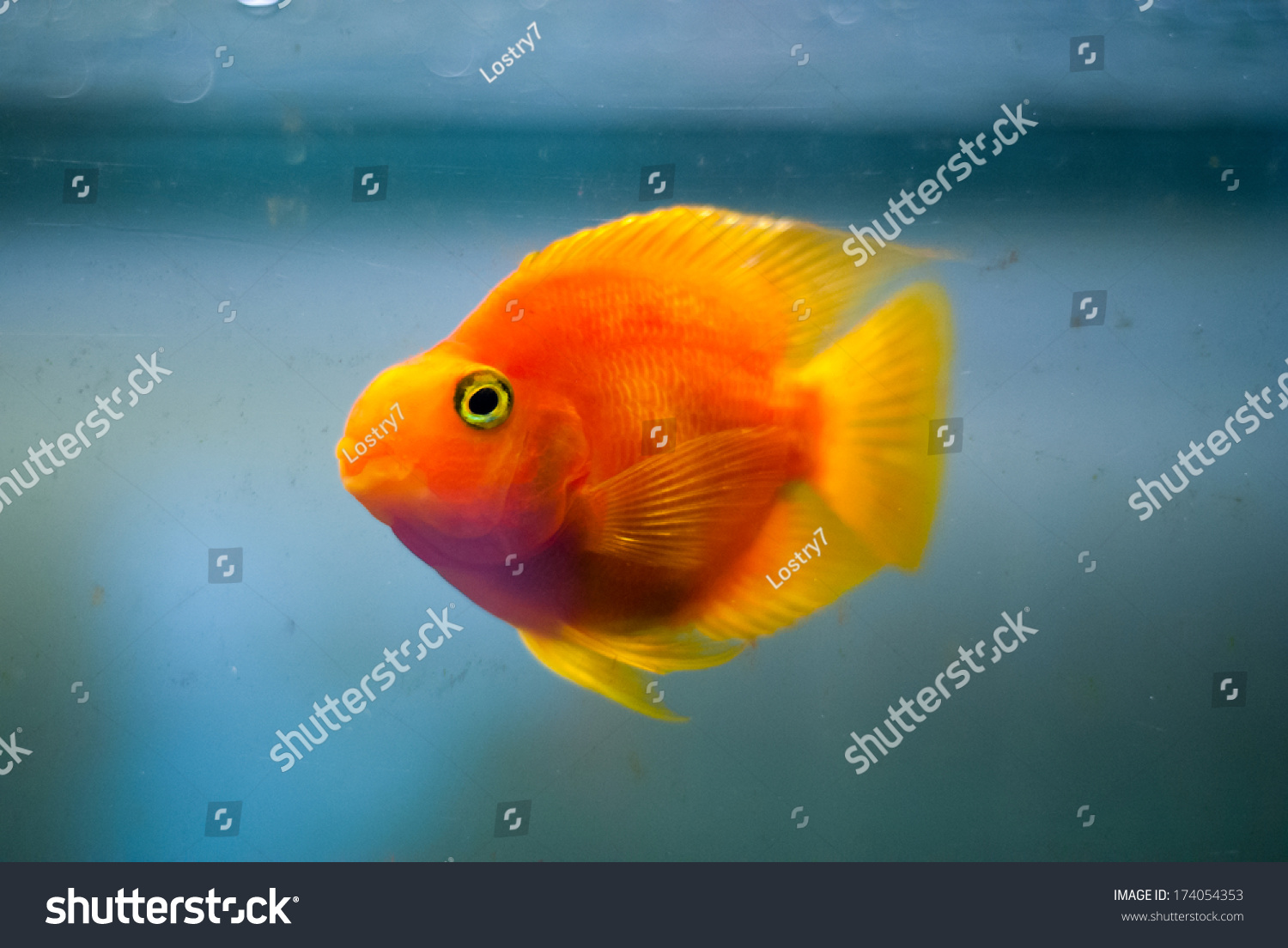 single fish aquarium