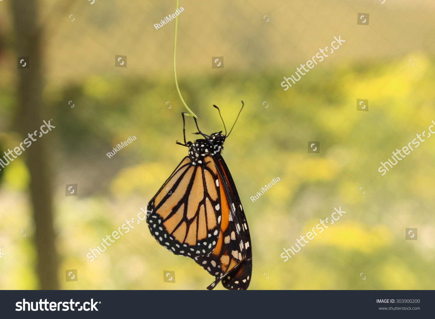 Orange Black White Monarch Butterfly Innsbruck Stock Photo Edit