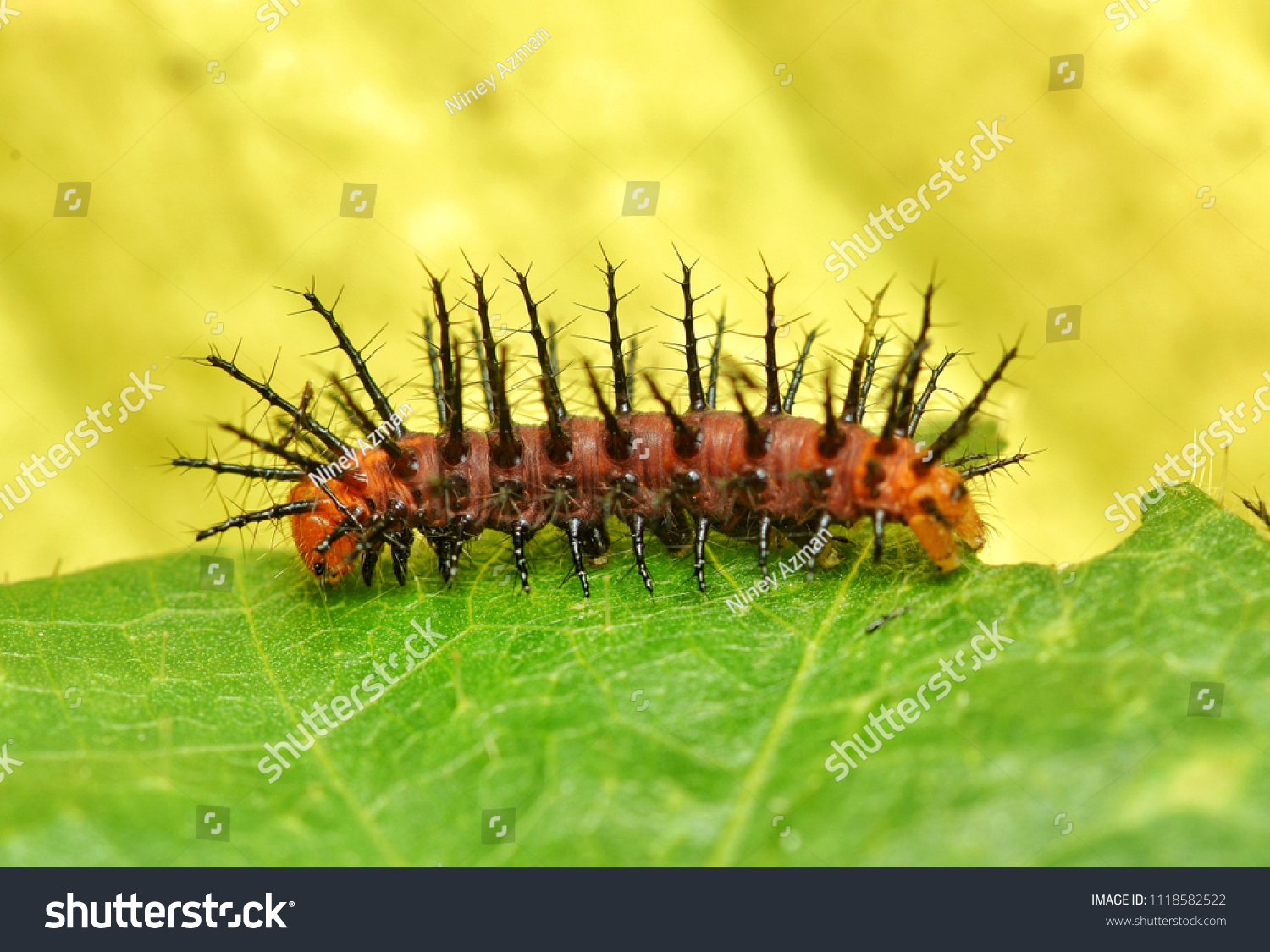 Orange Black Caterpillar Spikes Gulf Fritillary Stokovaya Fotografiya Redaktirovat