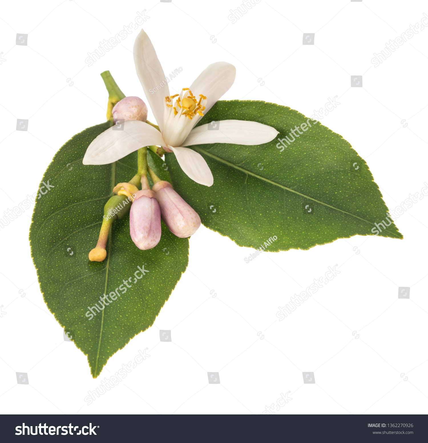 Orange Blossom Branch Buds Leaves Isolated Stock Photo Edit Now 1362270926