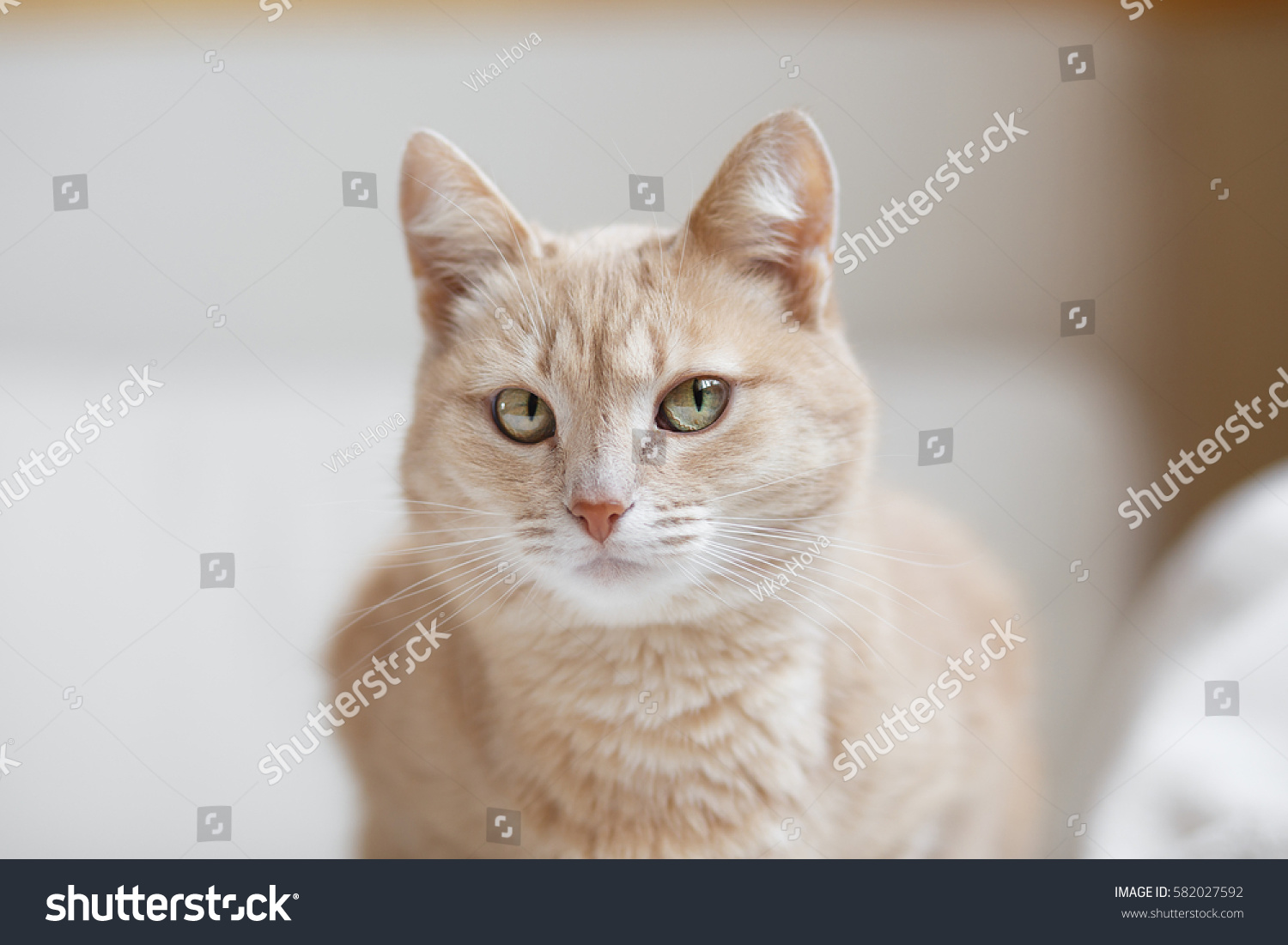 stock-photo-orange-cat-lies-on-the-light-sofa-582027592.jpg