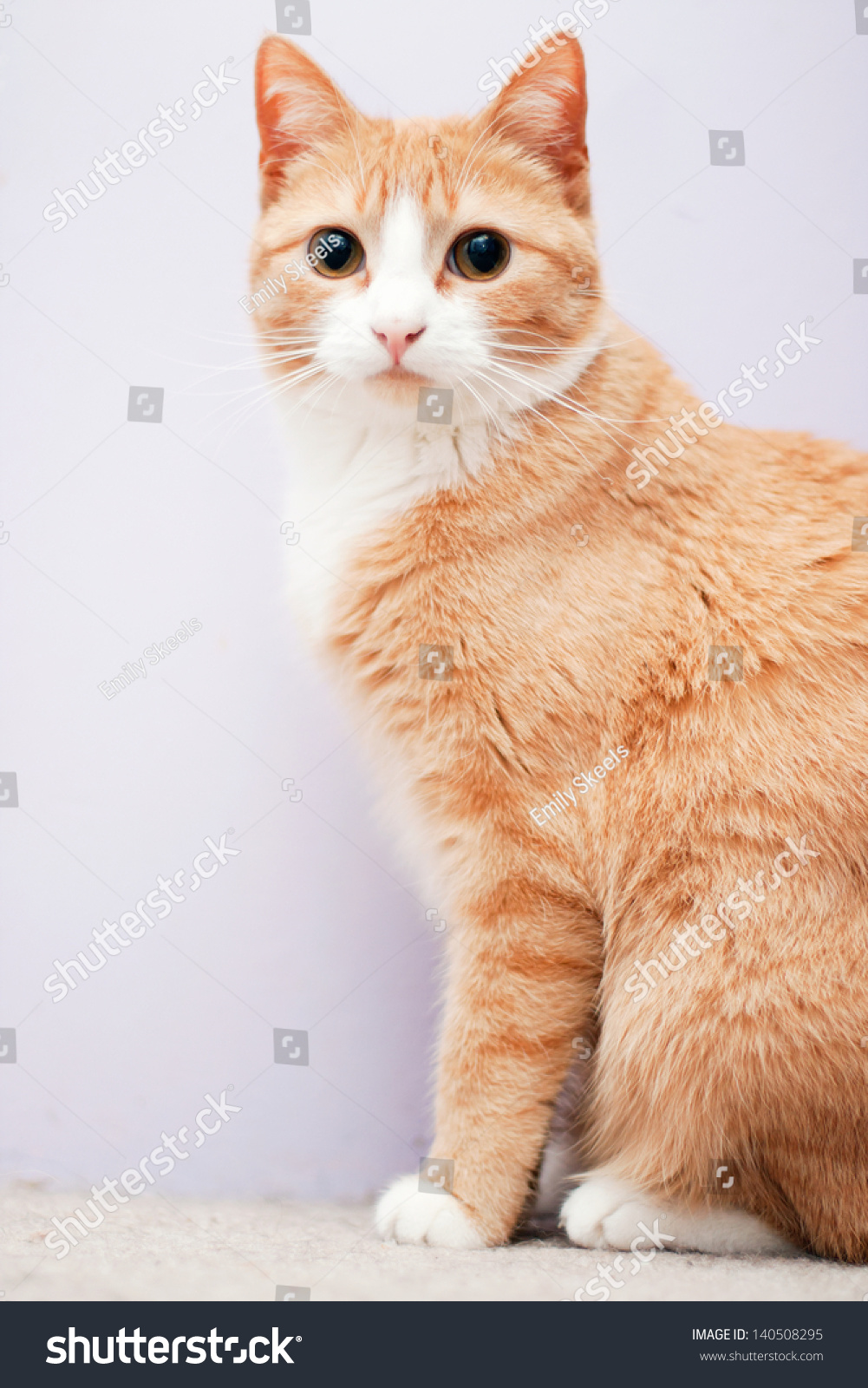 white with orange cat