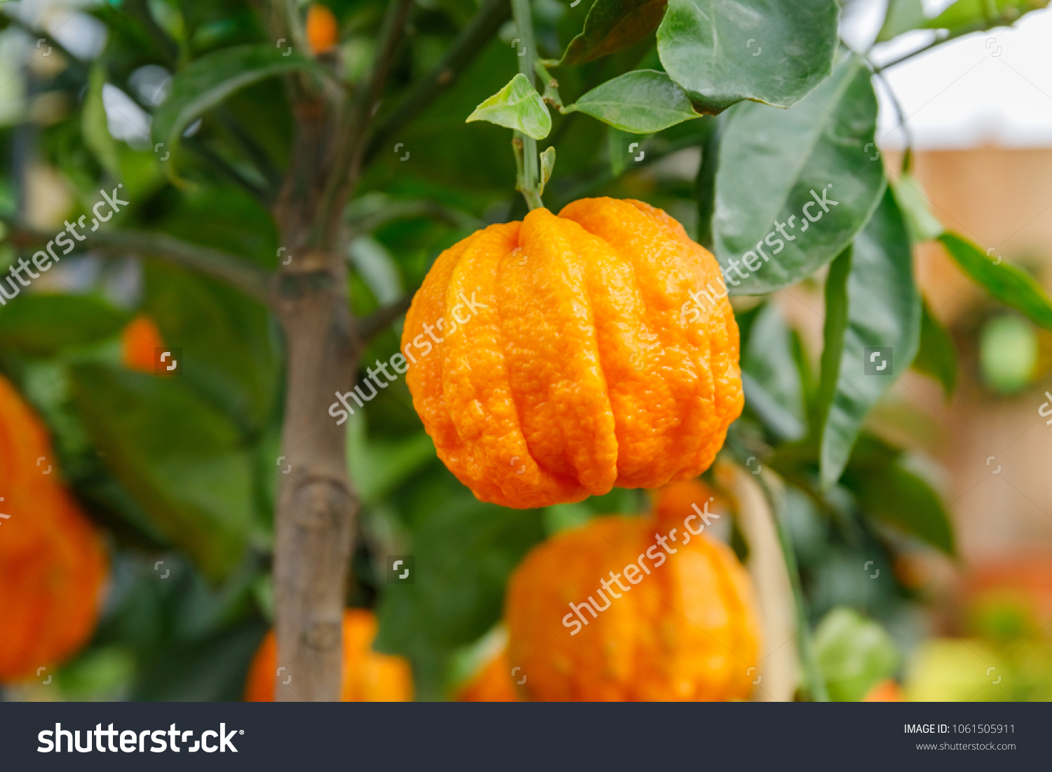 Citrus Aurantium Corrugato