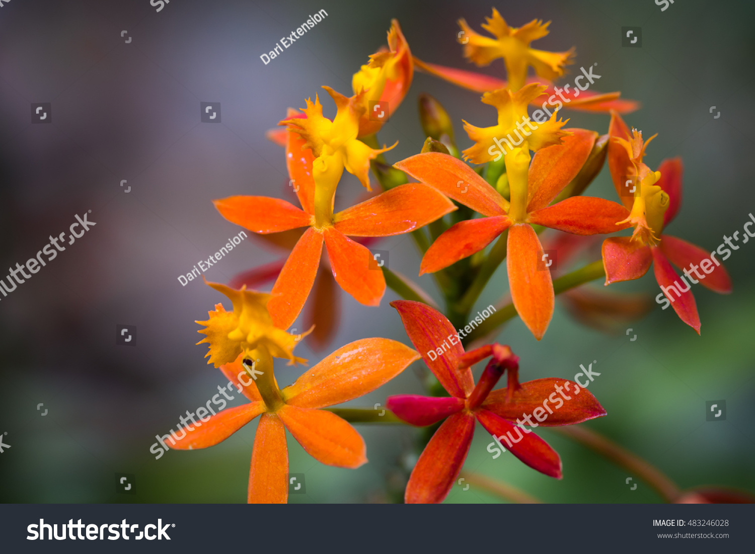 Ryg, ryg, ryg del en anden begrænse Orange Epidendrum Orchids Stock Photo (Edit Now) 483246028