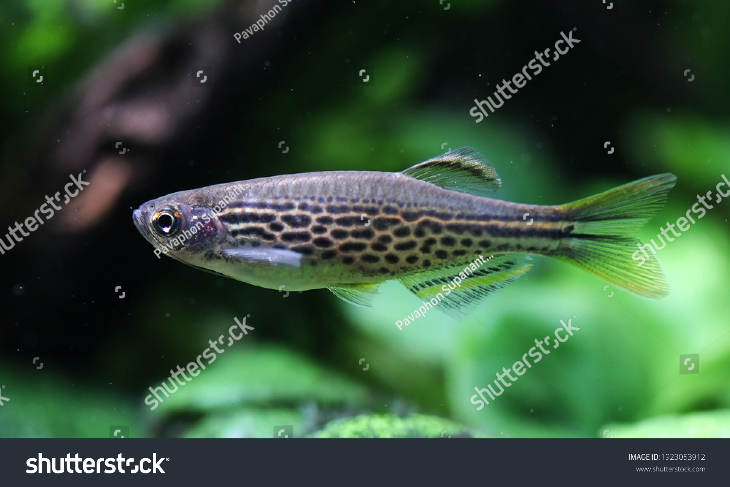 Orange Finned Danio Brachydanio Kyathit Stock Photo 1923053912 ...