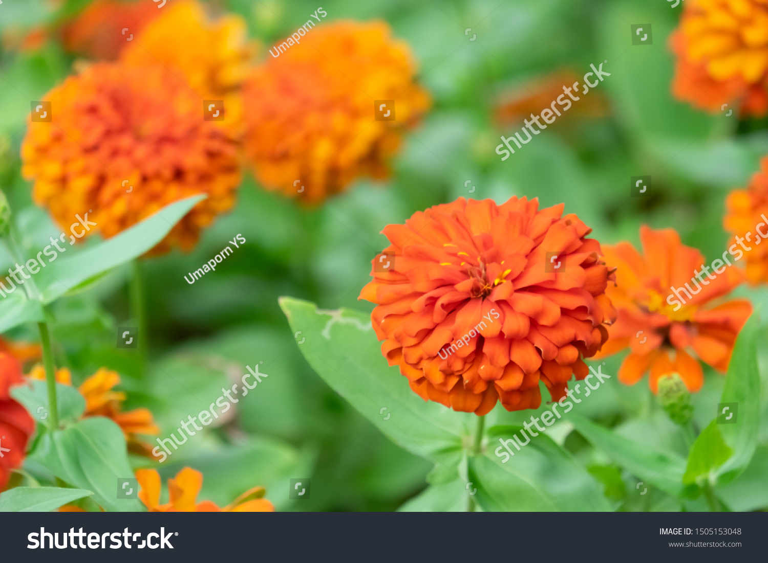 Orange Flowers Zinnia Elegans Common Zinnia Stock Photo Edit Now 1505153048