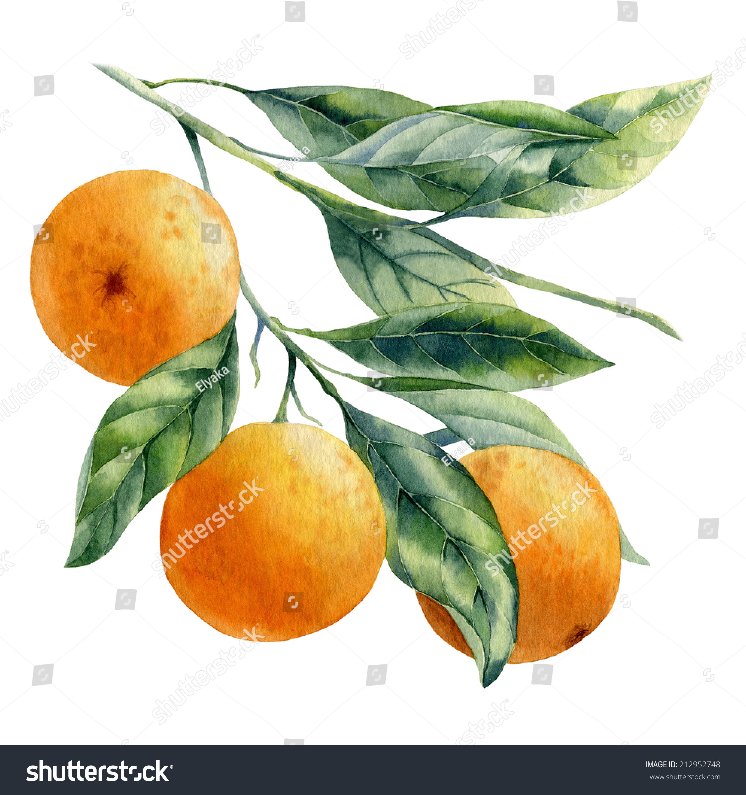 Orange Fruit Watercolor Stock Illustration 212952748 - Shutterstock