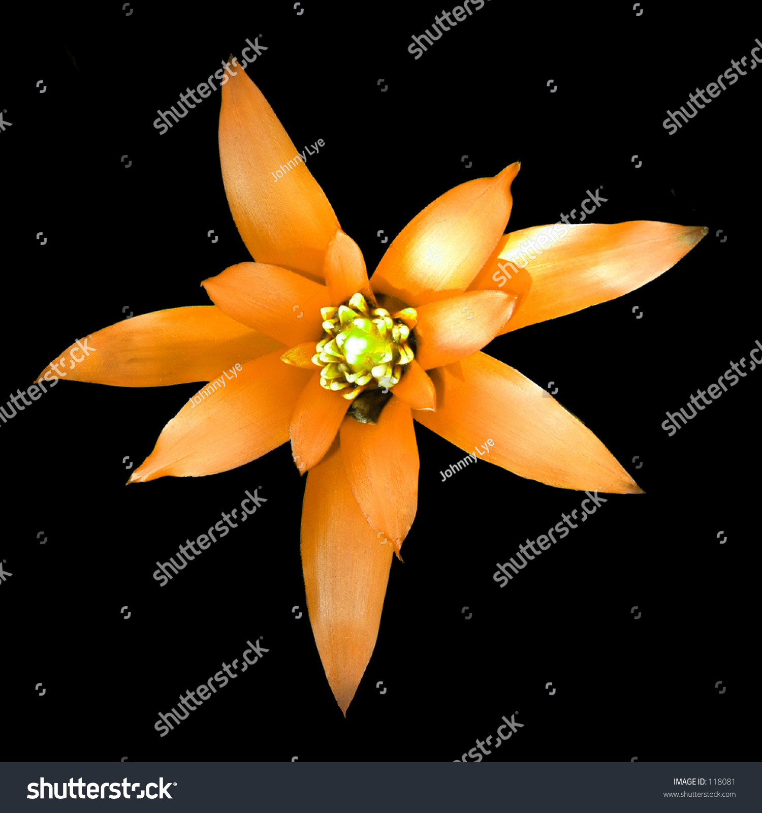 Orange Ginger Flower Stock Photo (Edit Now) 118081 - Shutterstock