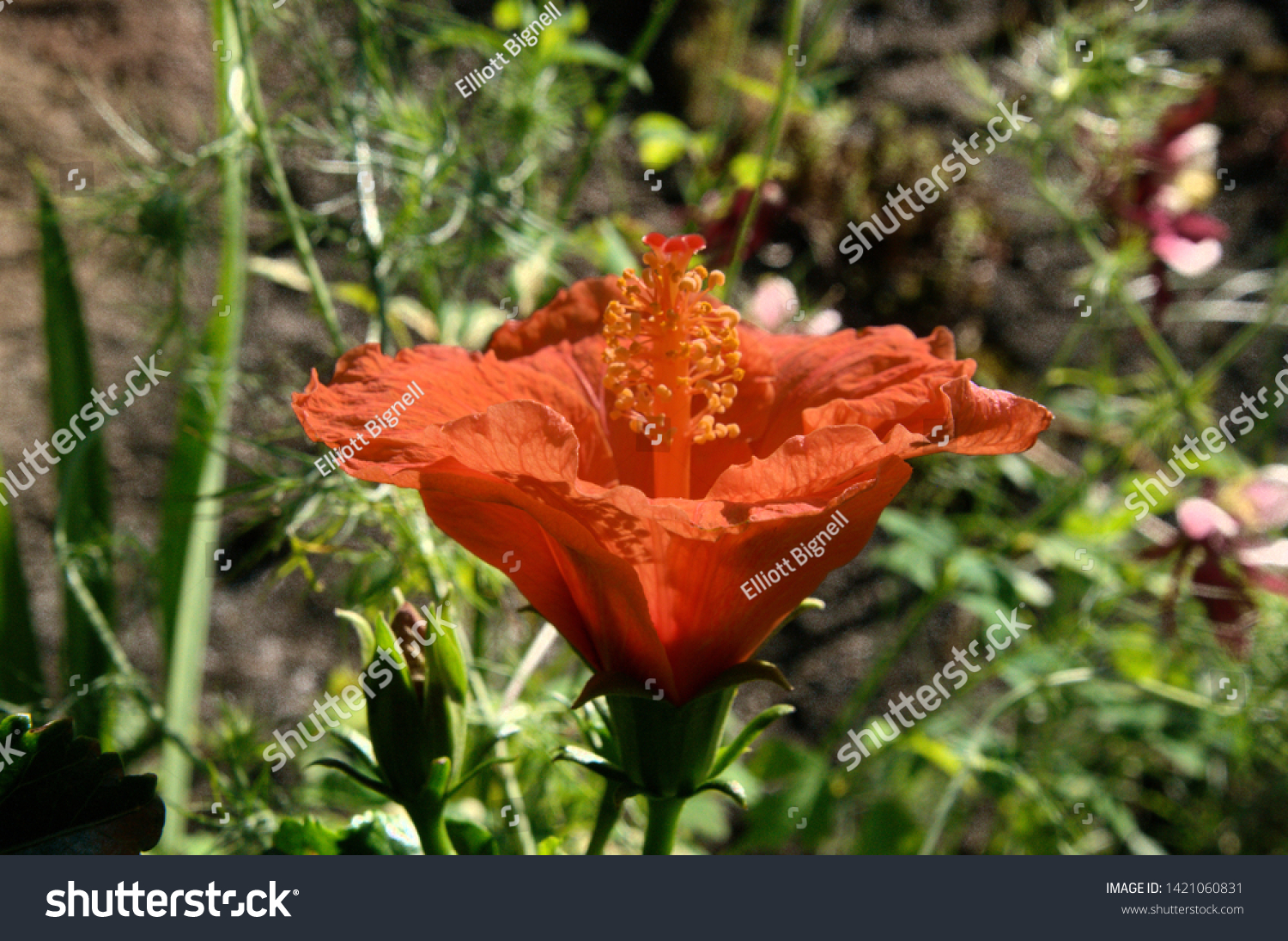 Orange Hibiscus Flower Swiss Cottage Garden Stock Photo Edit Now