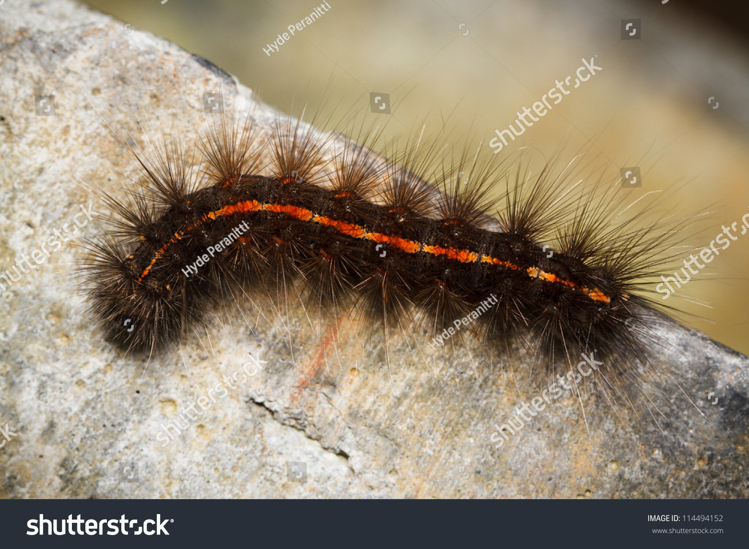 Orange Line Black Hairy Caterpillar On Stock Photo Shutterstock