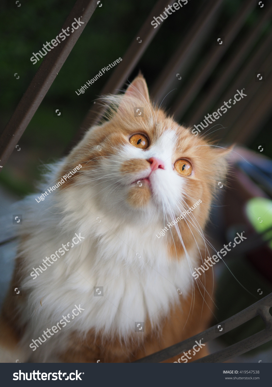 Orange Long Haired Doll Faced Traditional Stock Photo Edit Now