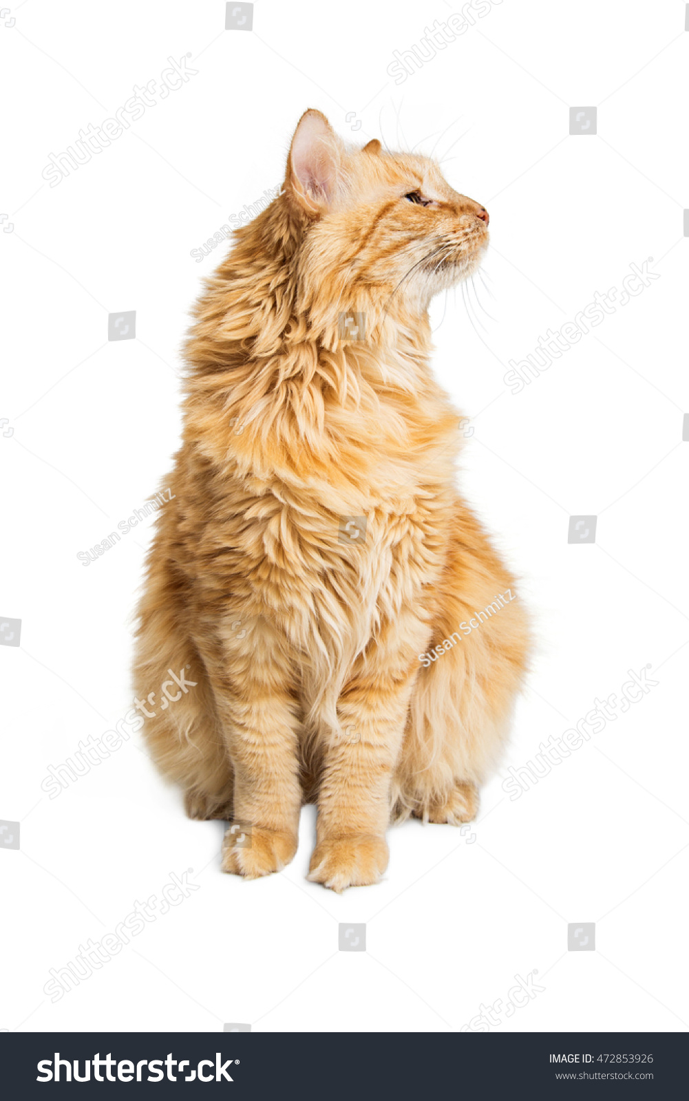Orange Longhair Tabby Cat Sitting Tall Stock Photo Shutterstock